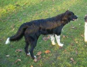 Domino2011-12-03neu 012.jpg